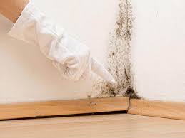 Why You Should Choose Our Mold Remediation Services in Indian River Shores, FL